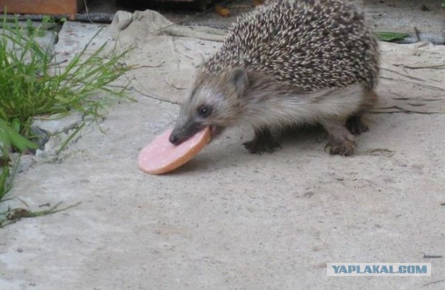 Подборка животных, которых застали за трапезой