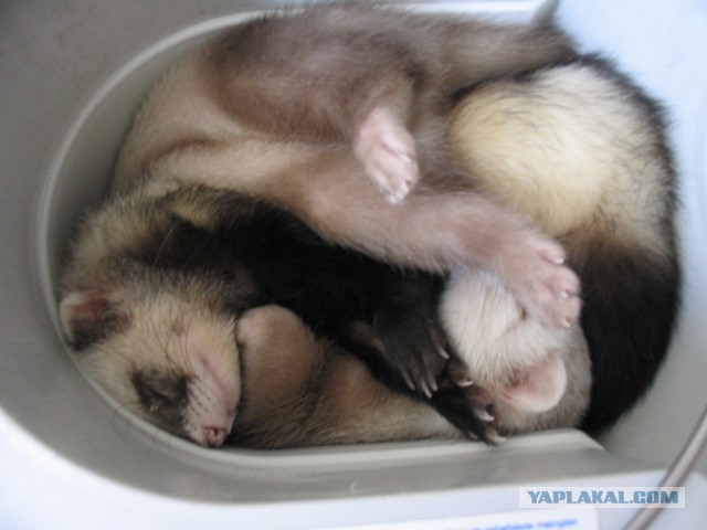 Мимимишности пост