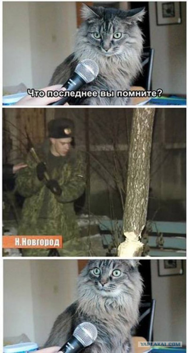 15 котов, мимике которых можно только позавидовать