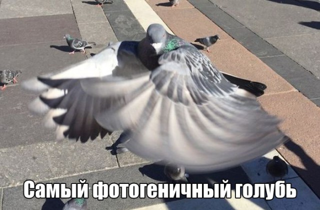 Картинки для поднятия настроения - 4
