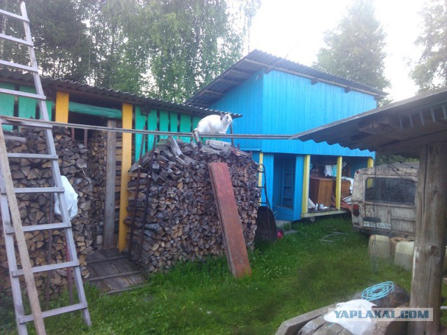 Ваши фотки котов на телефон