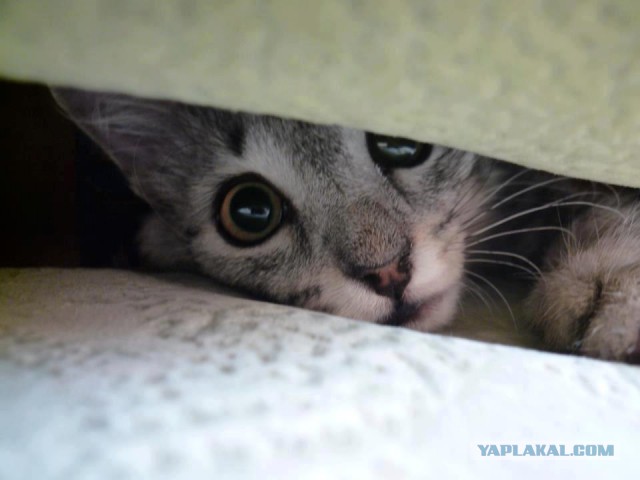 Котовторник 19.07.2016