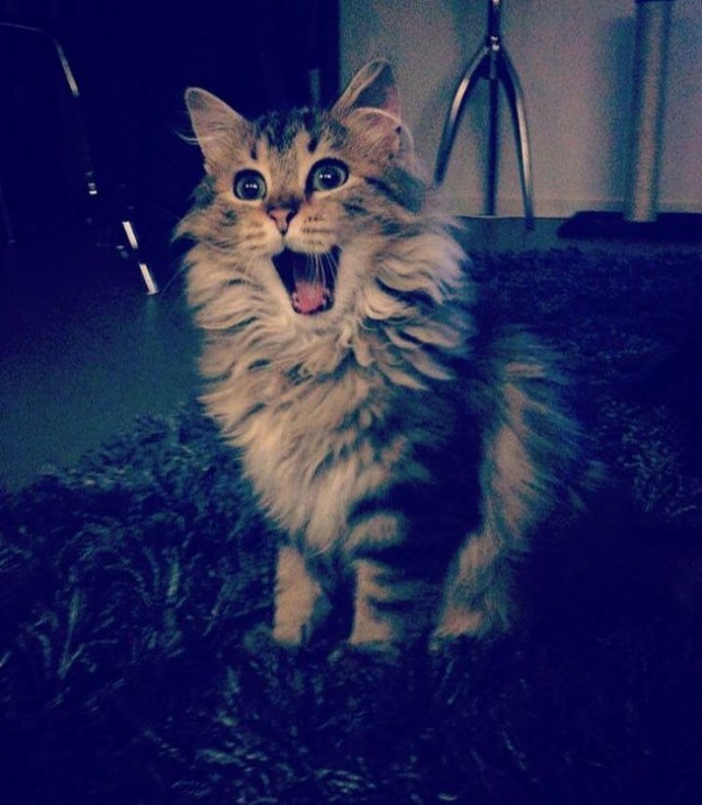 Коты из сети