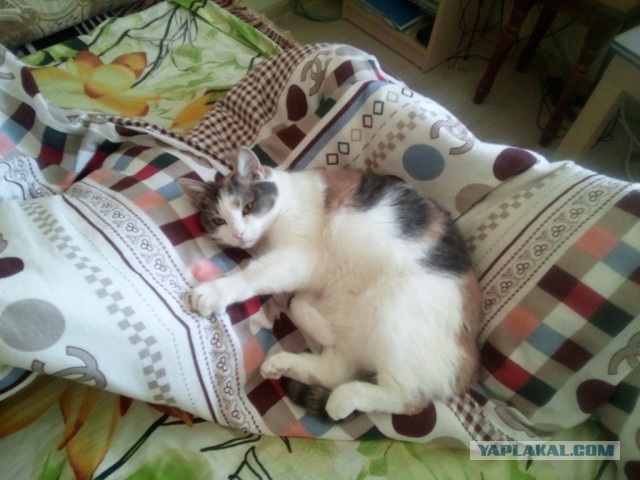 Котовторник 20.12.2016
