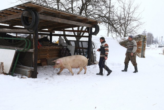 Охота на волков возле Чернобыльской зоны