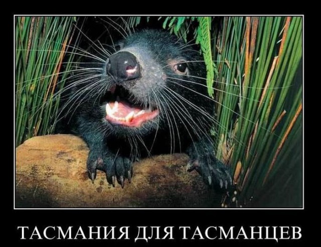Все друг друга поняли (Смехопанорама)
