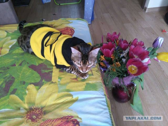 Котовторник 14.03.2017