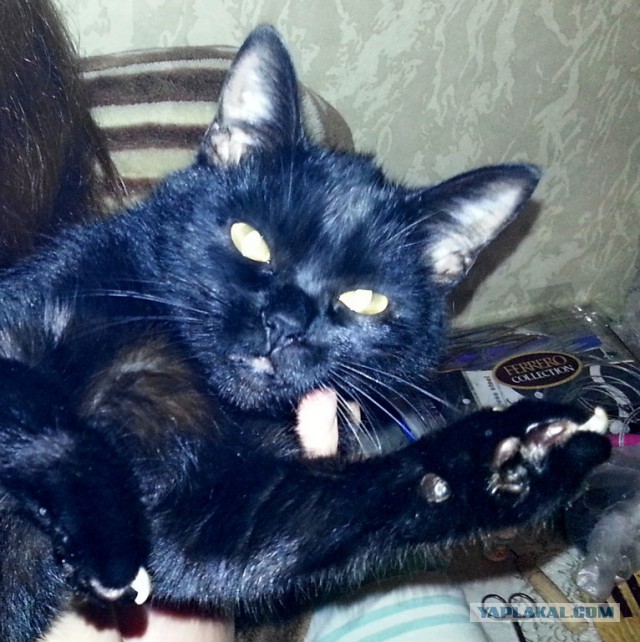 Он лежал возле гаражей в 2-х метрах от мусорного бака...