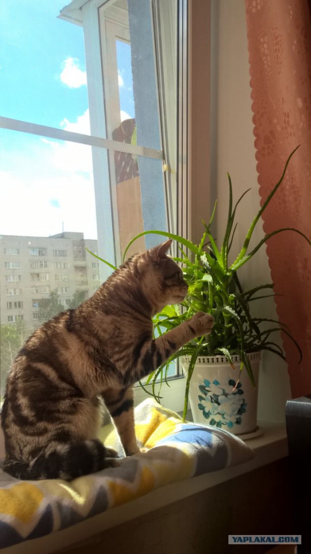 Котовторник  15.08.2017