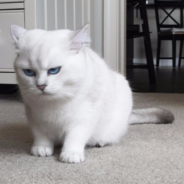 Коты и Кошки