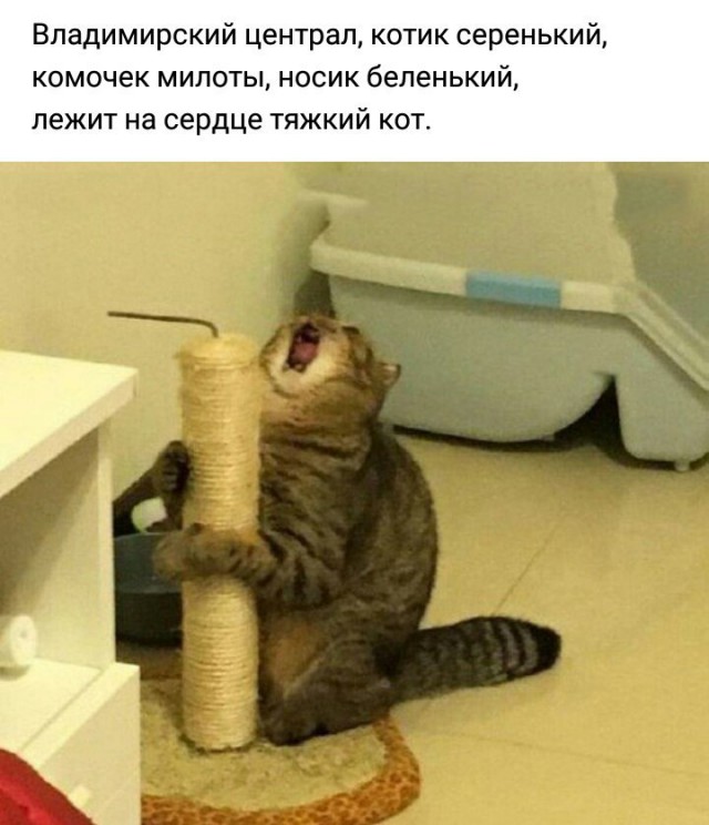 130 картинок для поднятия настроения!