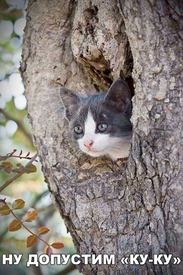 Коты и Кошки