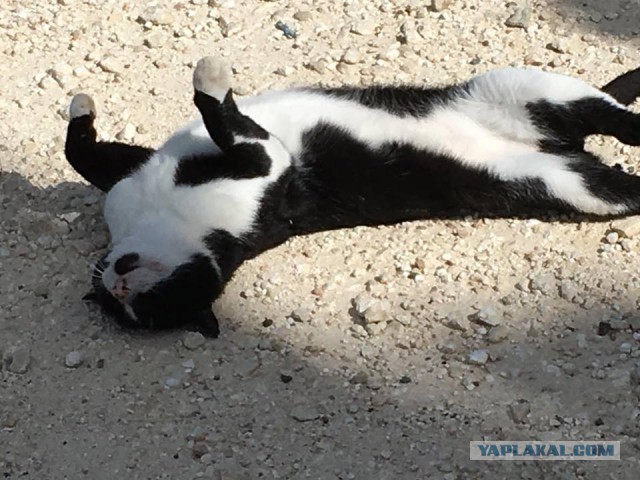 Котовторник