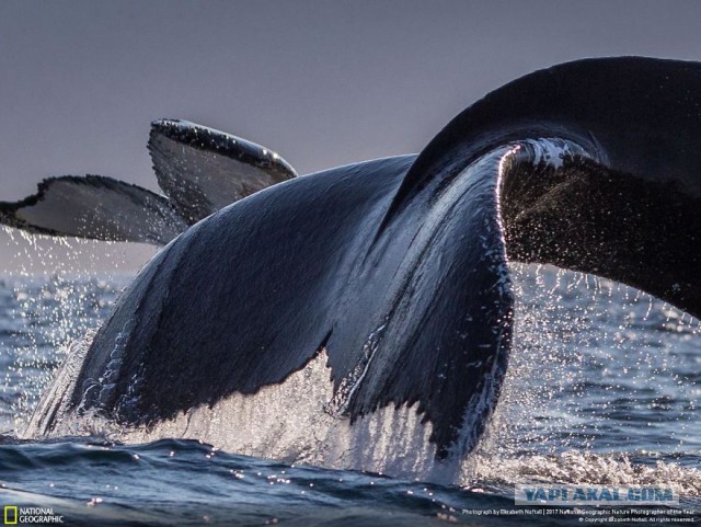 Финалисты конкурса фотографий National Geographic