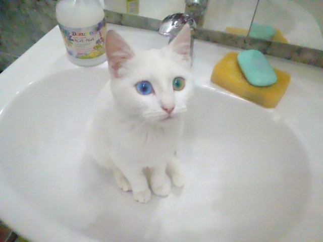 Котовторник 28.11.2017