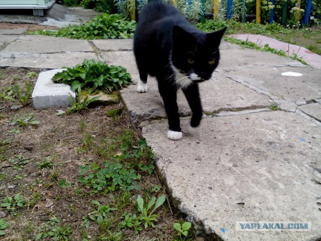 Котовторник  23.01.2018