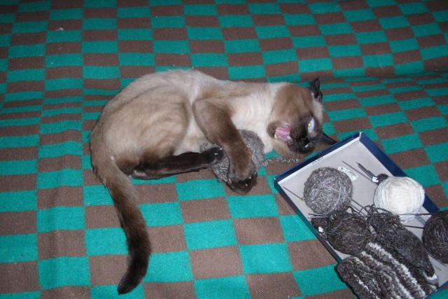 Котовторник на ЯПлакалъ (27.05.08), прикольные коты, добавляем свои!