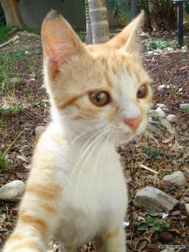Котовторник на ЯПлакалъ (10.06.08), прикольные коты, добавляем свои!