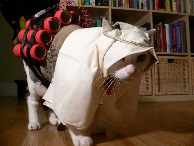 Ура, котовторник!