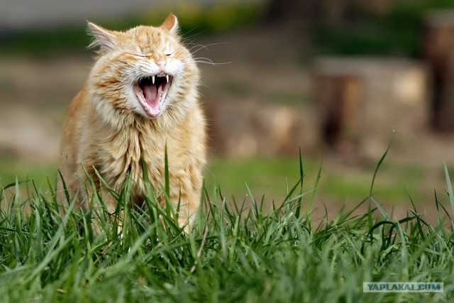 Котовторник