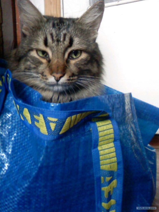 Котовторник на 1-е июня