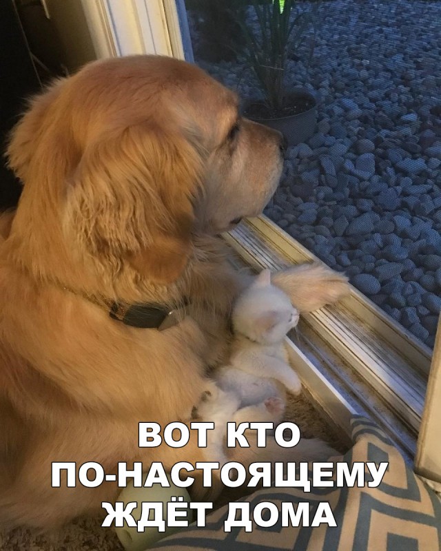 Милые животные. Мимиметр сломался