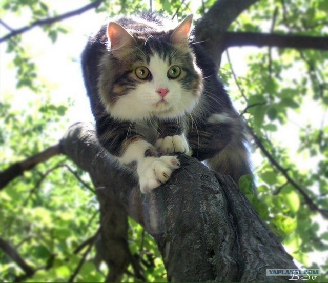 Котовторник объявляется открытым!