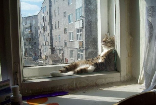 Котейко в отпуске