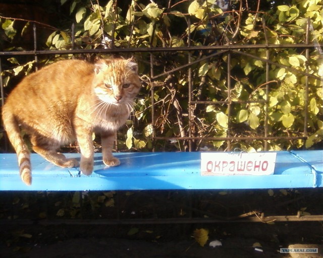 Котовторник! 08.11.11