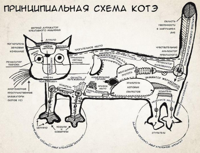Ну и где ваш котовторник?