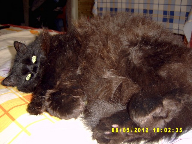 Котовторник 8 мая 2012