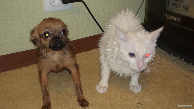 Котовторник  12. 06. 2012