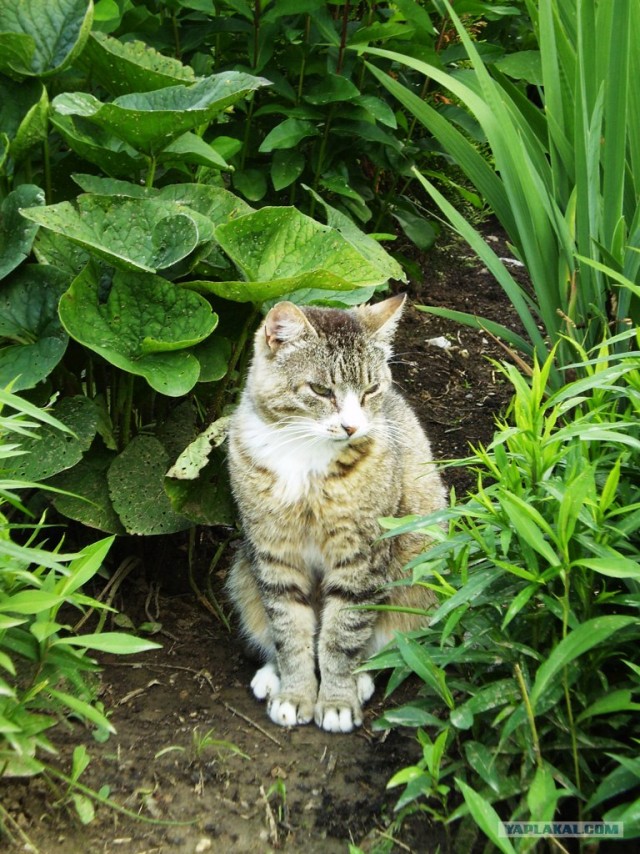 Котовторник на 26.06.12