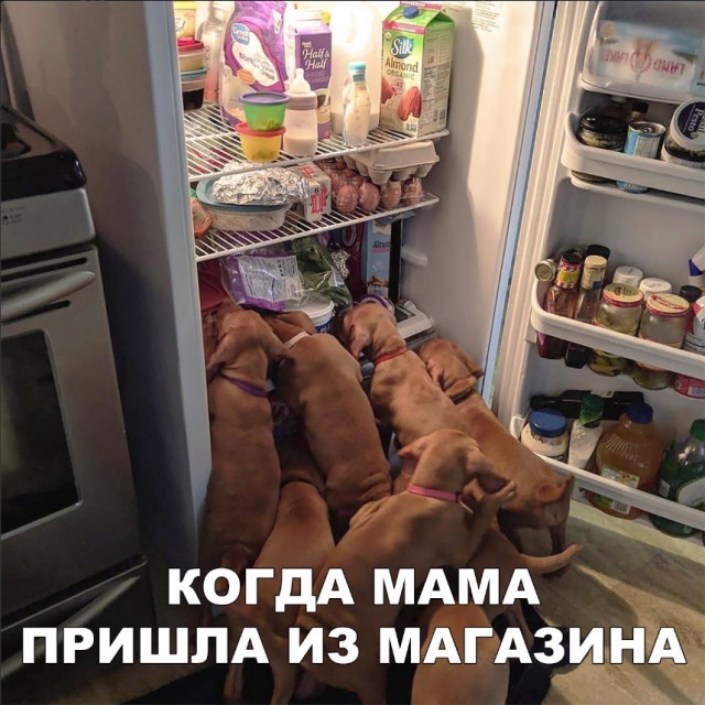 Нестандартный юмор