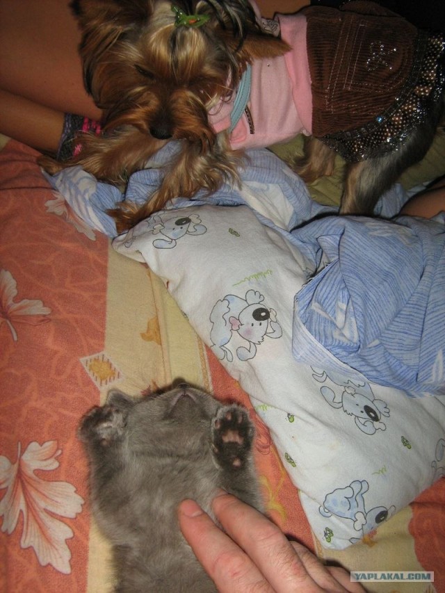 Собакочетверг