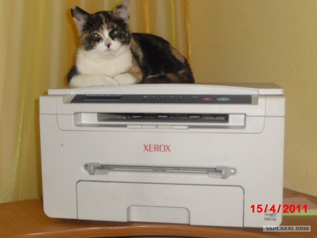 Котовторник 11.09.2012