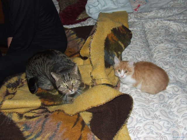 Котэ в кредит