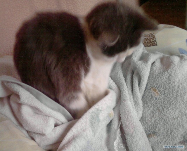 Котовторник 12.02.13