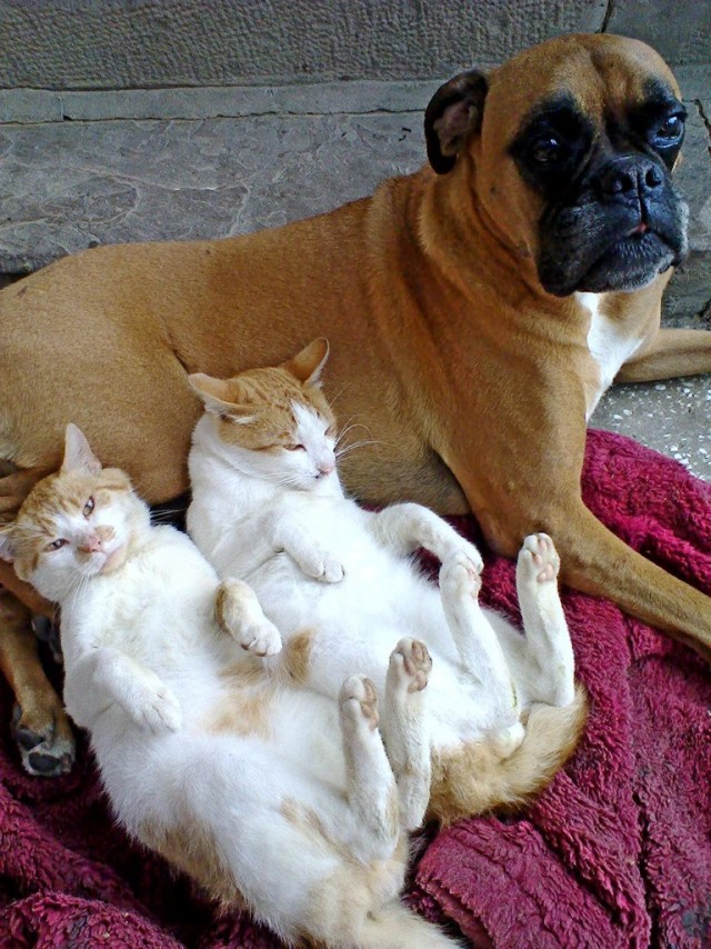 Уже не котовторник, но еще и не собакочетверг