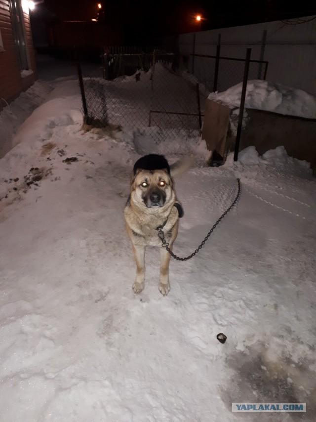 Вот, что значит - натренированная собака!