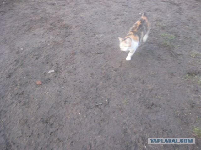 Жизнь домашнего приюта для котеек 278