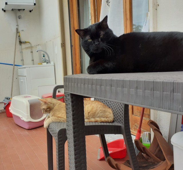 Давайте по котикам, которые с нами на самоизоляции