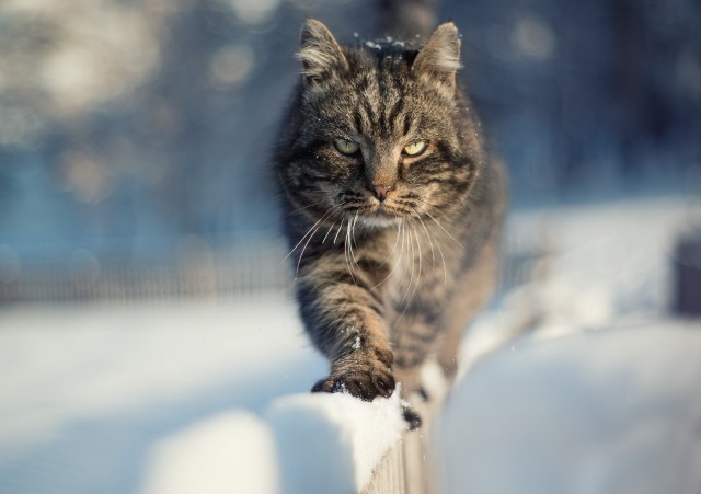 Задорные заборные котэ