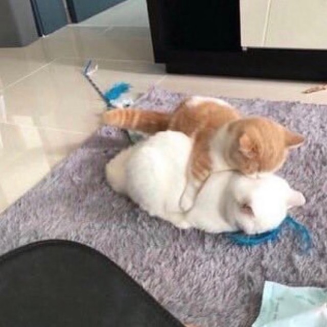 Эти забавные животные