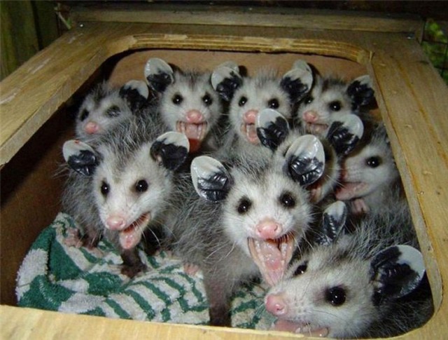 Опоссумы