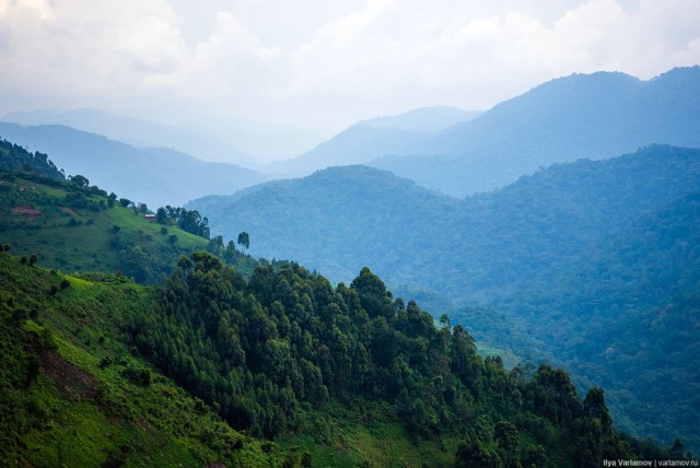 Уганда: самая настоящая Африка с гориллами и носорогами!