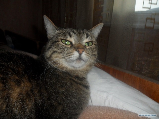 Котэ и рок едины