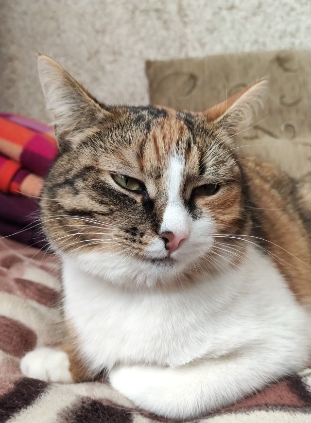 Котовторник же!