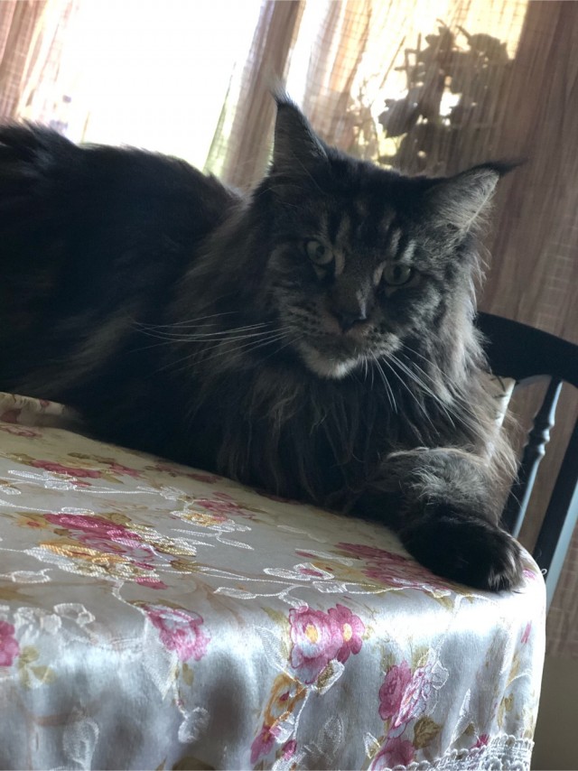 Хоба! Котовторник!