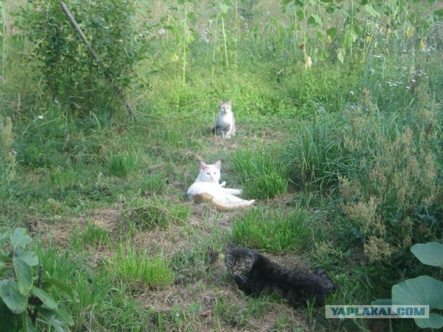 Жизнь домашнего приюта для котеек 353